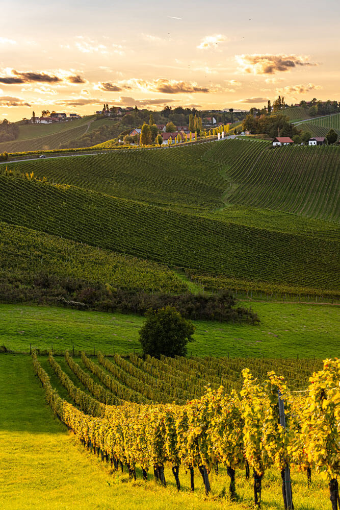 panorama vitigno Italia